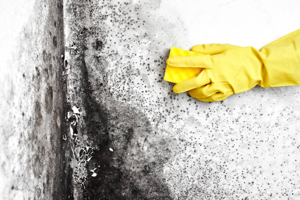 Best Emergency Mold Remediation in Candor, NC
