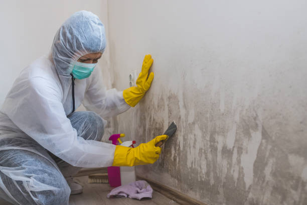 Best Mold Remediation for Specific Building Types in Candor, NC