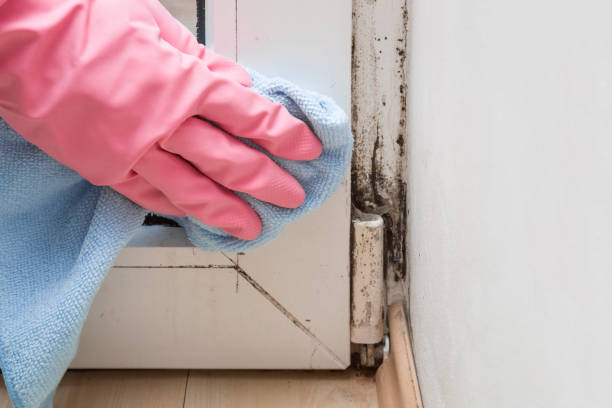 Best Insurance-Related Mold Remediation in Candor, NC