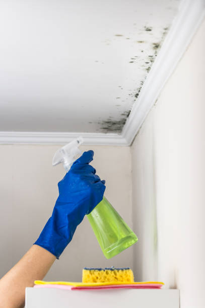 Best Residential Mold Remediation in Candor, NC